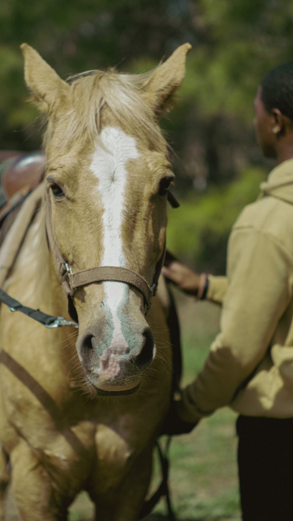 Palomino portrait at JD’s Ranch, photographed by Davone